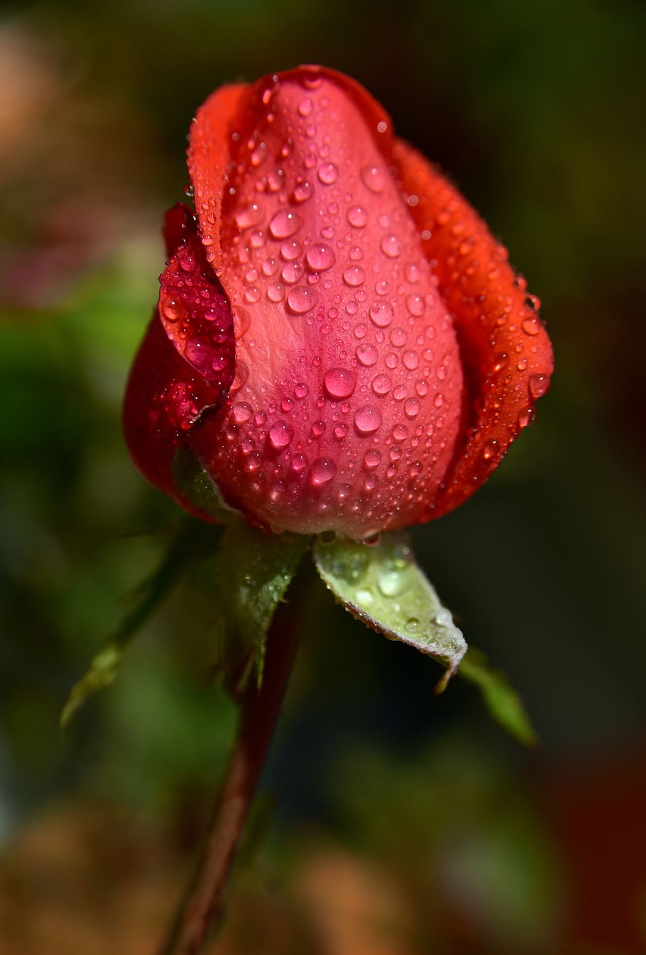 rose, bud, rosebud, pink, red, flower, tender, closed, dew, HD wallpaper