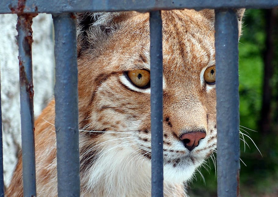 cat, grating, nature, lynx, eyes, predator, one animal, mammal HD wallpaper