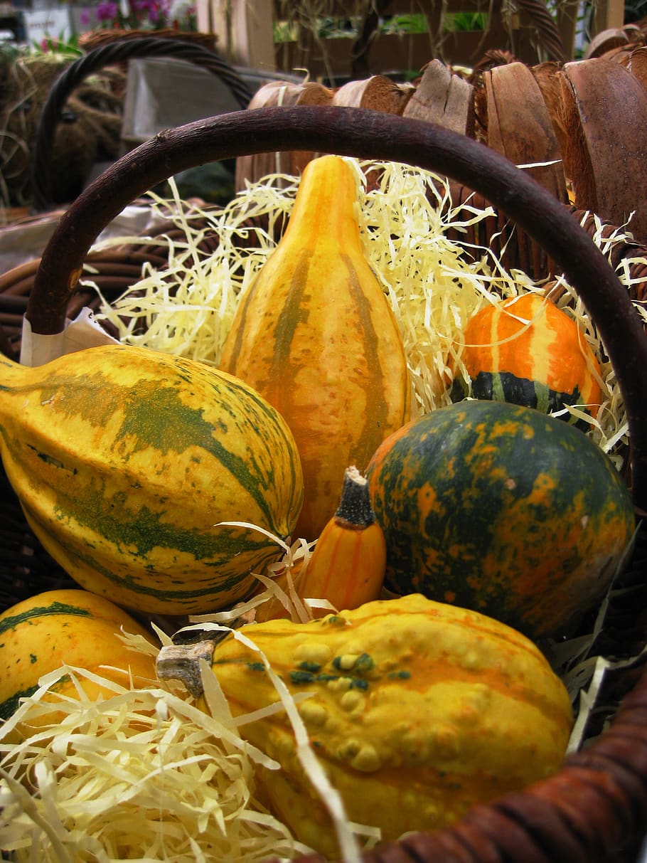 squash, fall, decoration, halloween, yellow, pumpkin, vegetable HD wallpaper