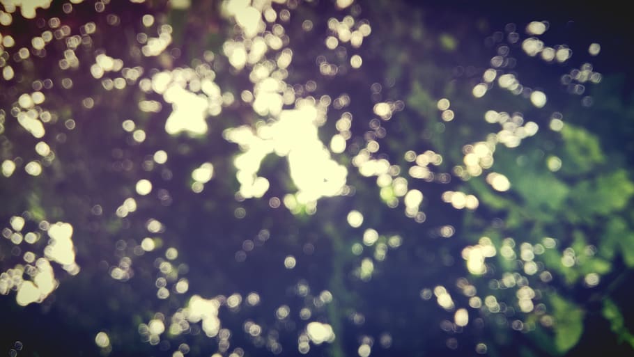 tree, defocused, illuminated, no people, nature, outdoors, plant HD wallpaper