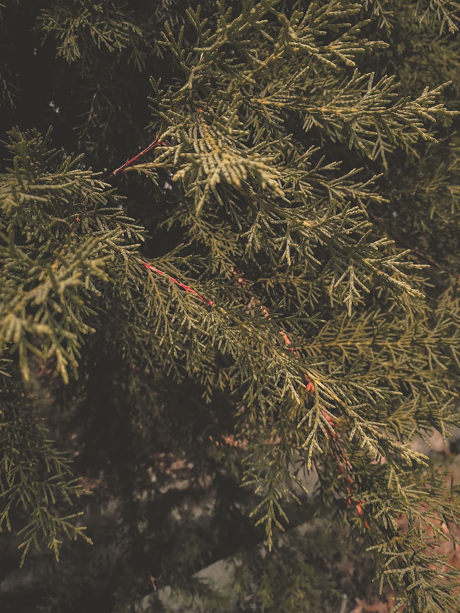 plant, tree, conifer, larch, abies, fir, pine, spruce, ornament HD wallpaper
