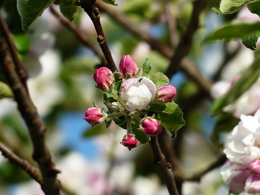 White and Red Flowers Beside Leaves in Bokeh Photography, apple tree HD wallpaper