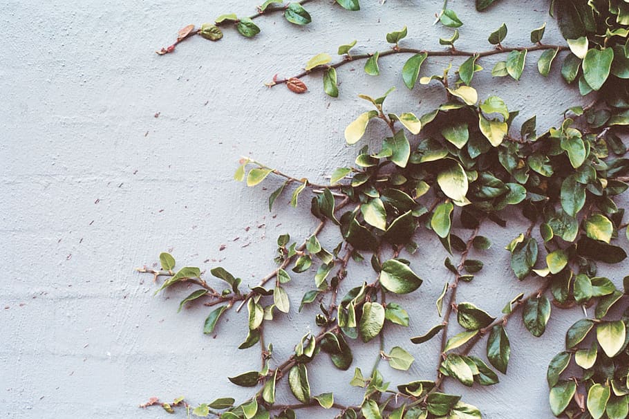 green leafed vines on wall, plant part, ivy, wall - building feature HD wallpaper