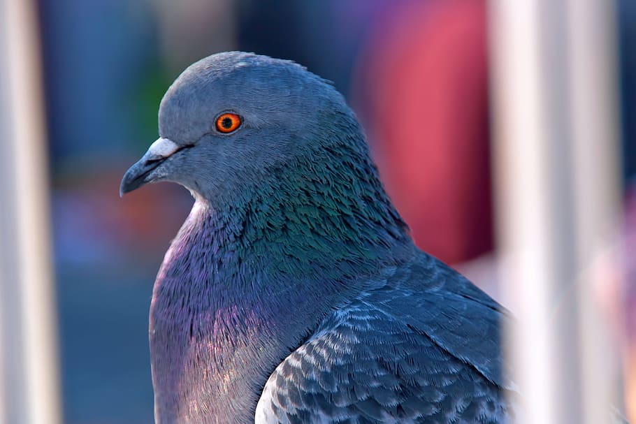 pigeon, dove, animal, grey, background, photo, bird, stand, HD wallpaper