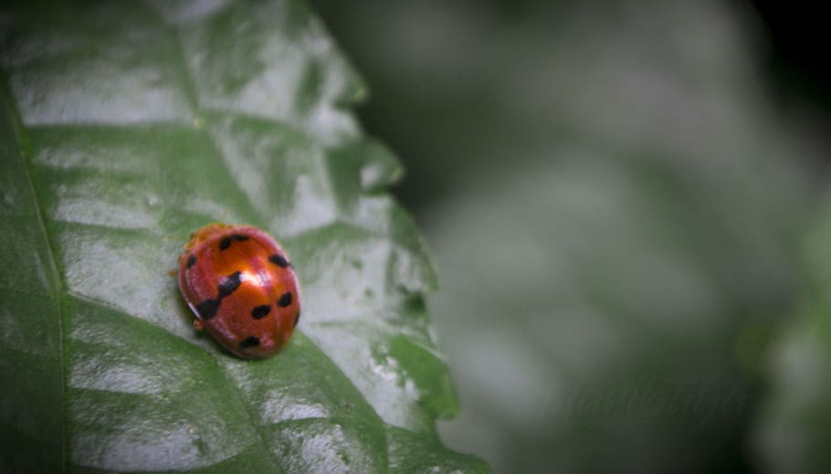indonesia, west java, natural, forest, bug, ladybird, tree HD wallpaper