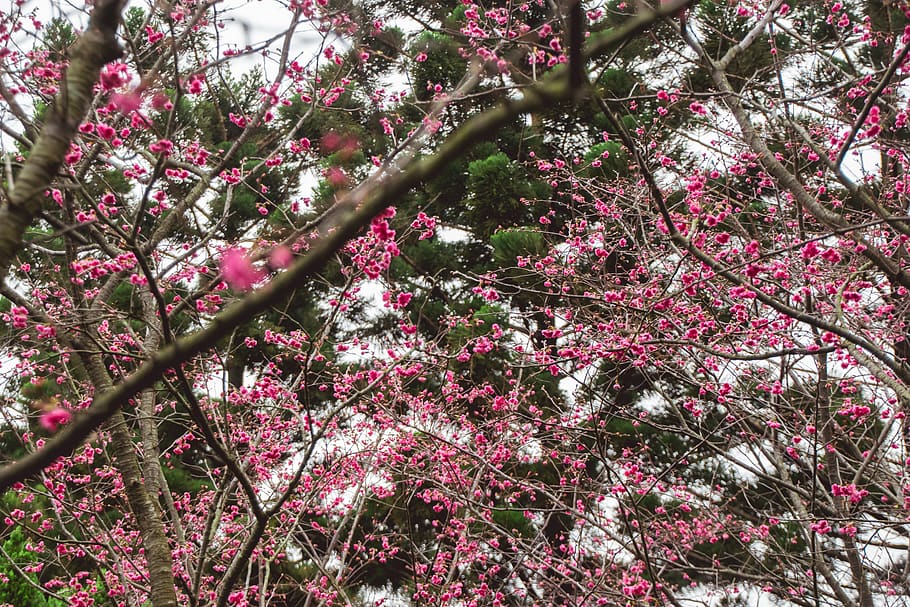 plant, flowering plant, growth, tree, beauty in nature, pink color HD wallpaper