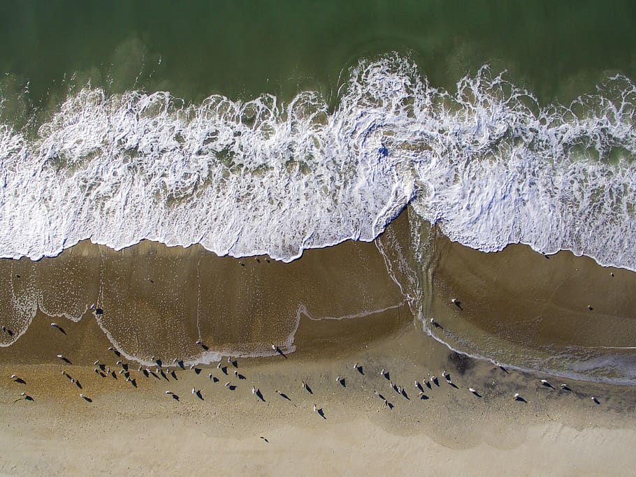 seashore view, outdoors, water, nature, ocean, sea waves, bird HD wallpaper