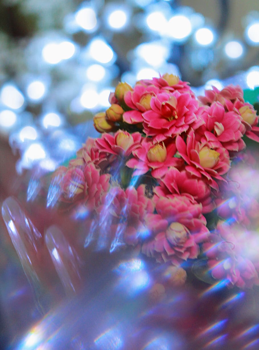 flowers, bokeh, macro, lights, flowering plant, beauty in nature HD wallpaper