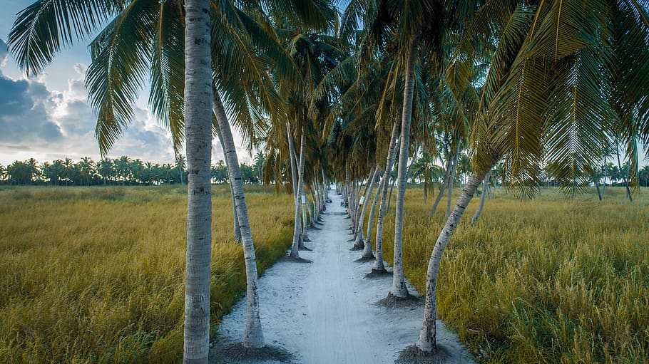 pathway between coconut trees during daytime, plant, outdoors HD wallpaper