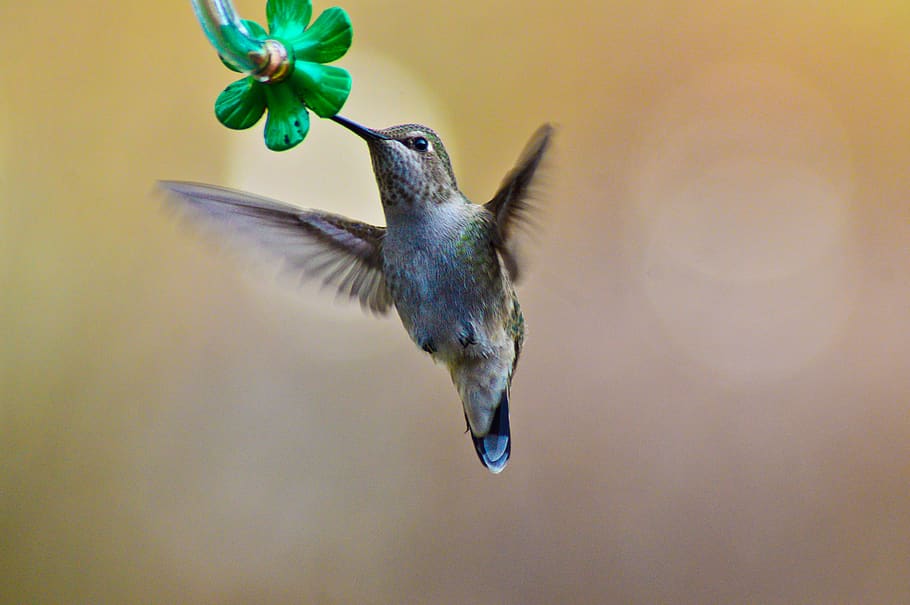 brown hummingbird, animal, animal themes, flying, animal wildlife HD wallpaper