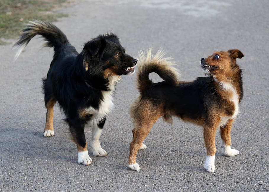dog, two, the argument, mammal, domestic, pets, domestic animals HD wallpaper