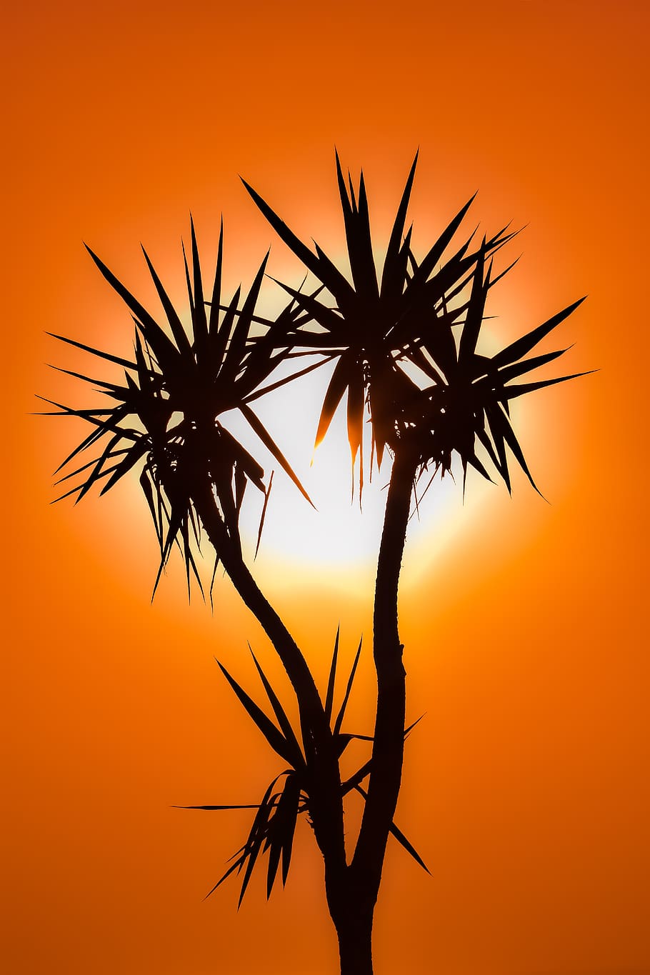 cactus, sunset, silhouette, evening, plant, nature, orange color HD wallpaper
