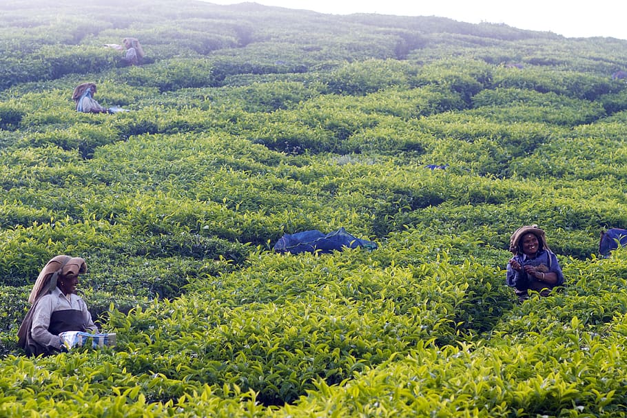 person harvesting, people, human, worker, munnar, india, garden HD wallpaper