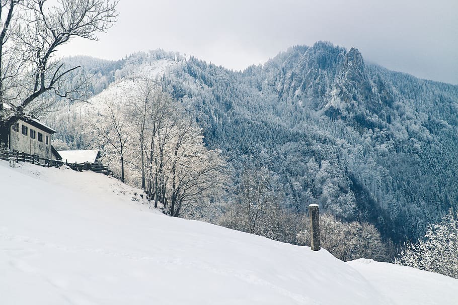 mountains, alps, snow, trees, winter, nature, highland, rocks HD wallpaper