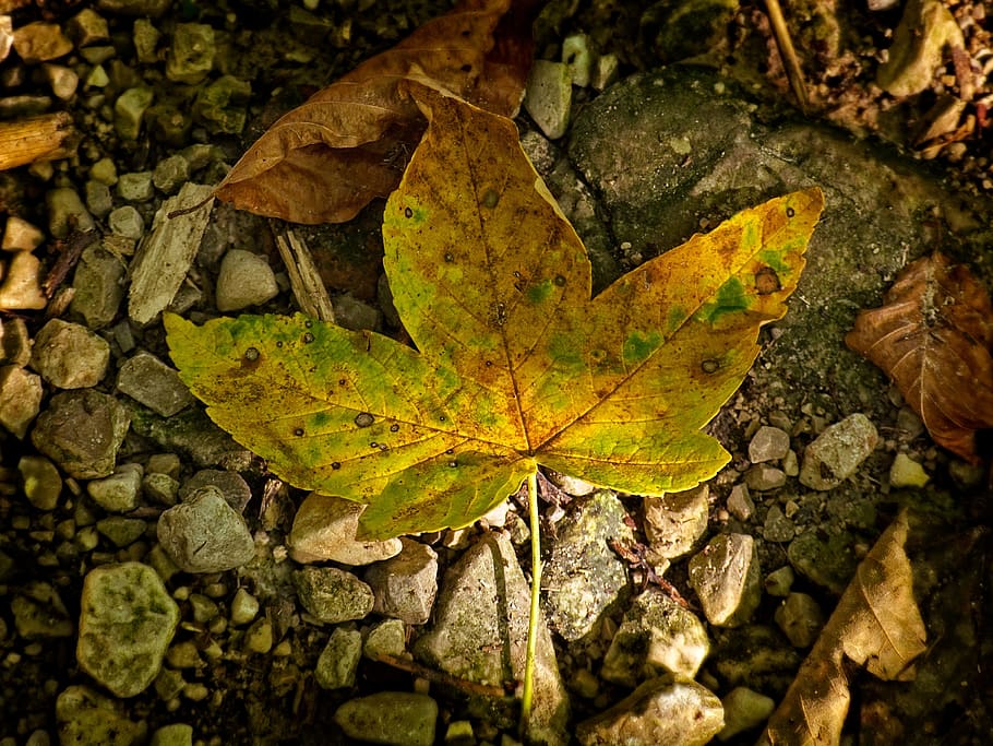 leaves, leaf, autumn, light, shadow, autumn colours, mood, plant part HD wallpaper