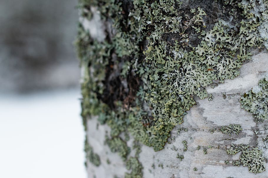 tree, plant, moss, tree trunk, nature, birch, macro, betula HD wallpaper
