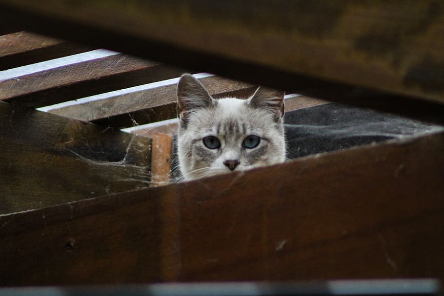 ecuador, quito, cat, kitten, domestic, mammal, one animal, pets HD wallpaper