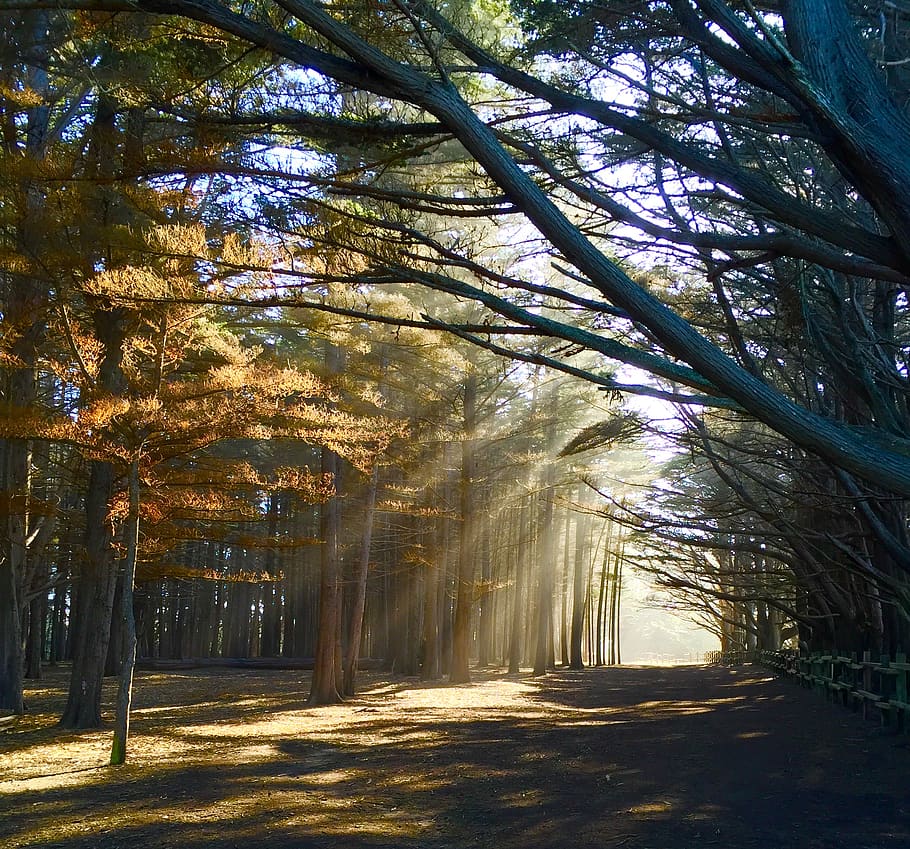 Photo of Crepuscular Rays Through Trees, branches, dawn, daylight HD wallpaper