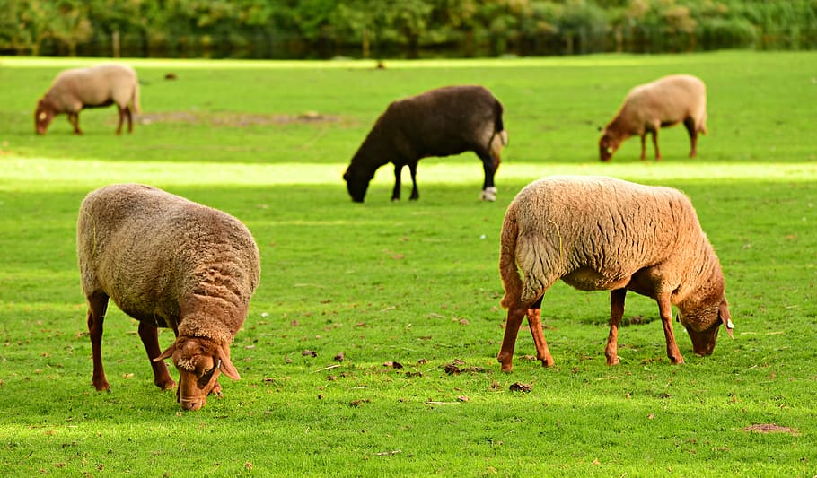 Жвачные сельхоз животные. Деревенские животные Минимализм фото. New Breeds of Dairy Sheep.