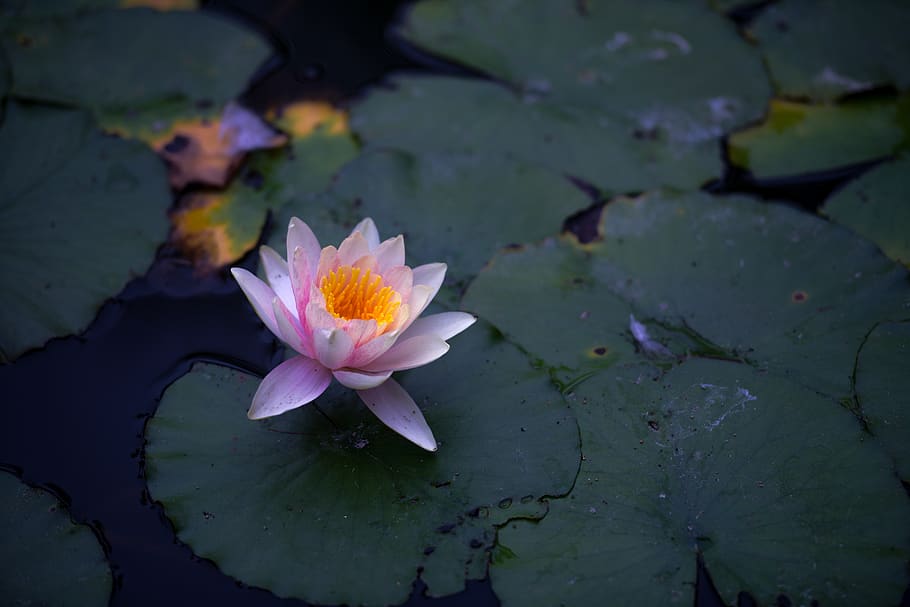 pink lotus flower, flowering plant, petal, vulnerability, lake HD wallpaper