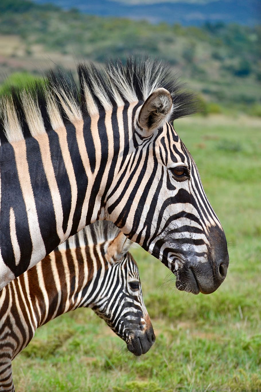 two zebras facing sideways, mammal, animal, wildlife, savanna, HD wallpaper