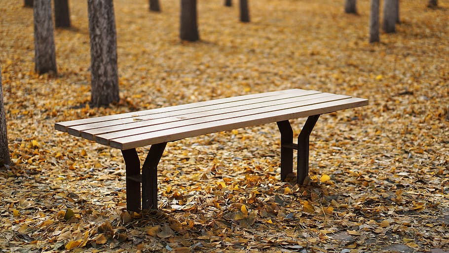 autumn, tree, chair, forest, seat, bench, empty, leaf, plant part HD wallpaper