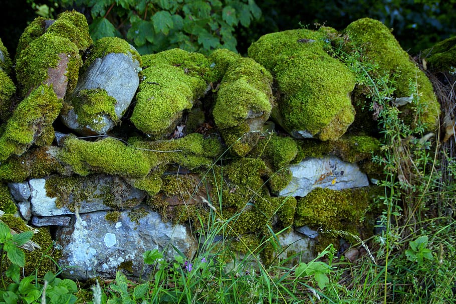 wall, moss, moss covered, field wall, field stones, fouling HD wallpaper