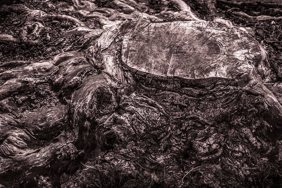tree, texture, stump, nature, two-tone, tree-stump, full frame HD wallpaper
