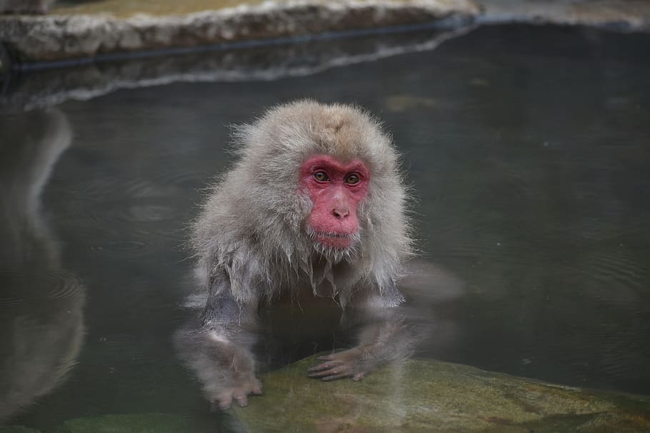 animal, monkey, baby japanese macaque eating leaves, snow monkey