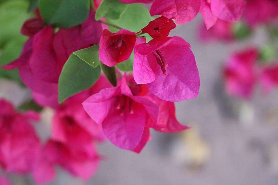 macro, flower, nature, garden, plant, outdoor, pink color, flowering plant HD wallpaper