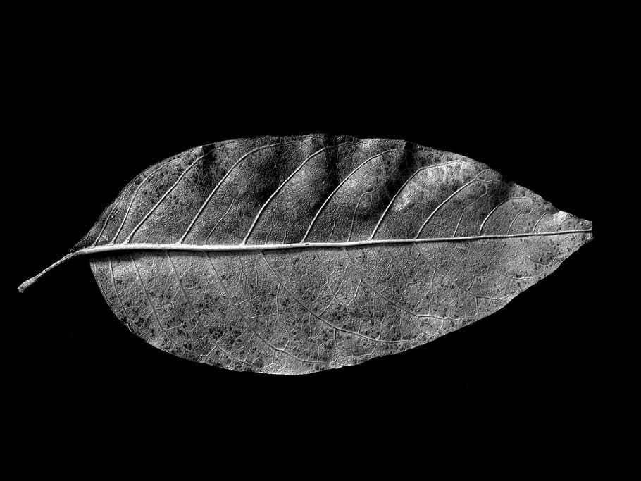 leaf, black and white, b and w, black background, studio shot, HD wallpaper