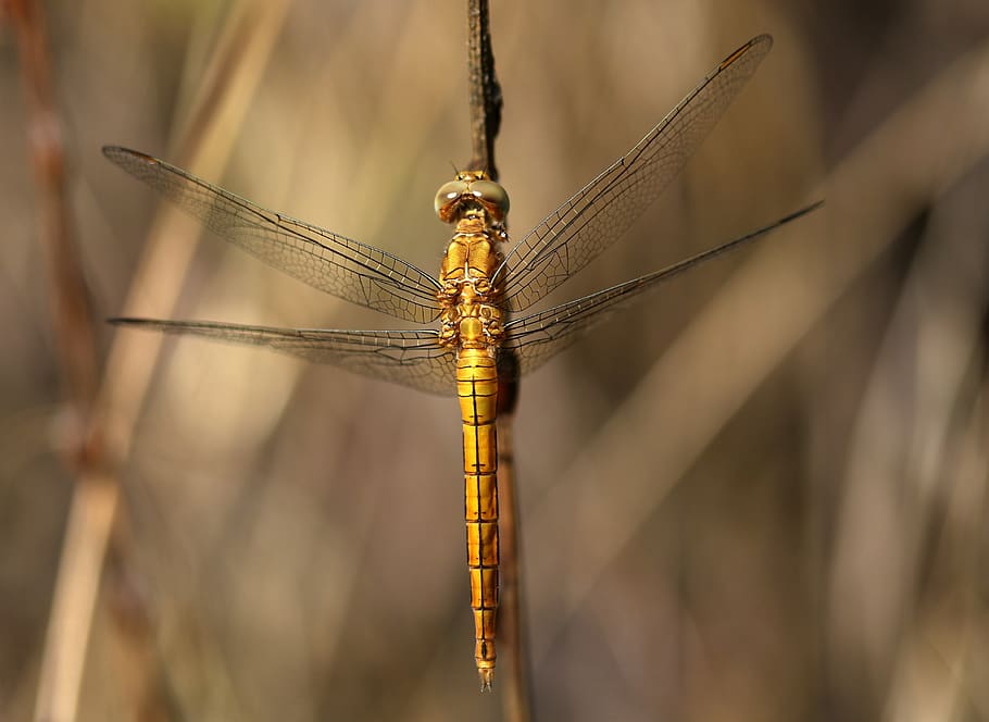 dragonfly, brown, insecta, rest, wings, one animal, animal themes HD wallpaper