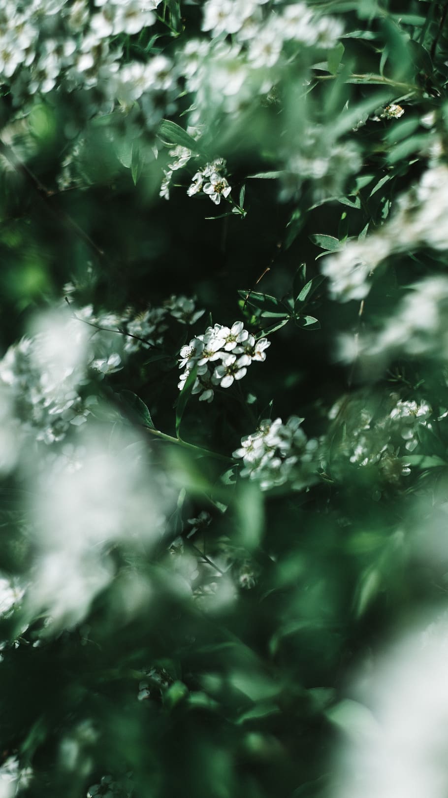 selective focus, plant, day, beauty in nature, freshness, flowering plant HD wallpaper