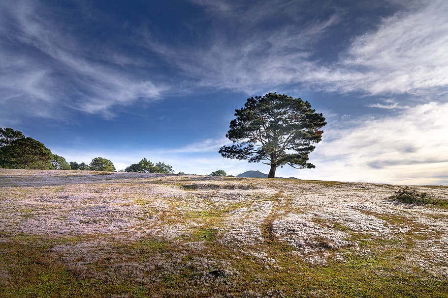 Green-leafed Tree, clouds, dawn, daylight, dusk, evening, grass HD wallpaper