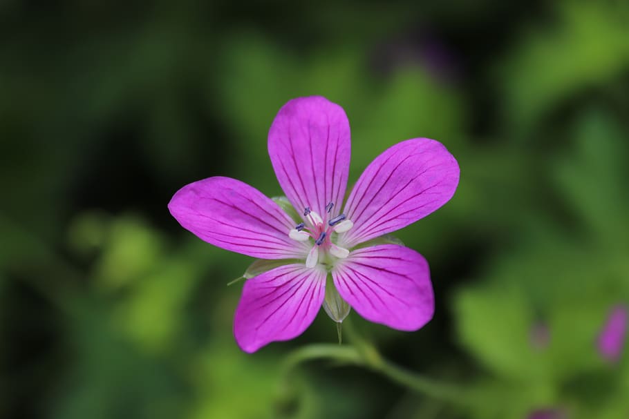 flower, blossom, bloom, close, close up, macro, magenta, flowering plant HD wallpaper