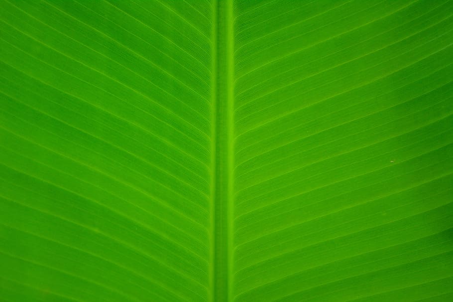 Green Leaf, close-up, pattern, plant, green color, plant part HD wallpaper