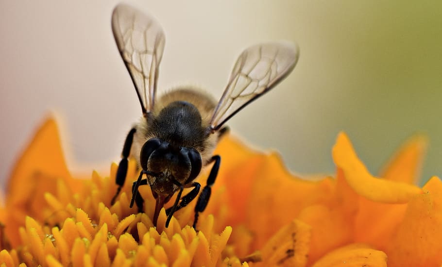 honeybee, apis, pollination, macro, insect, honey bee, nectar collection HD wallpaper