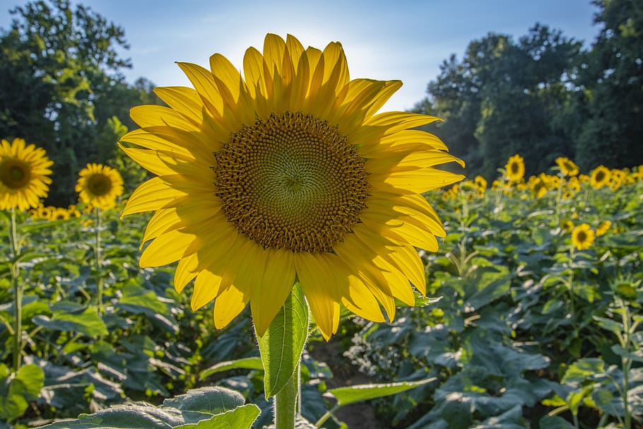 Sunflower, beautiful, bloom, blooming, blossom, bright, close-up HD wallpaper