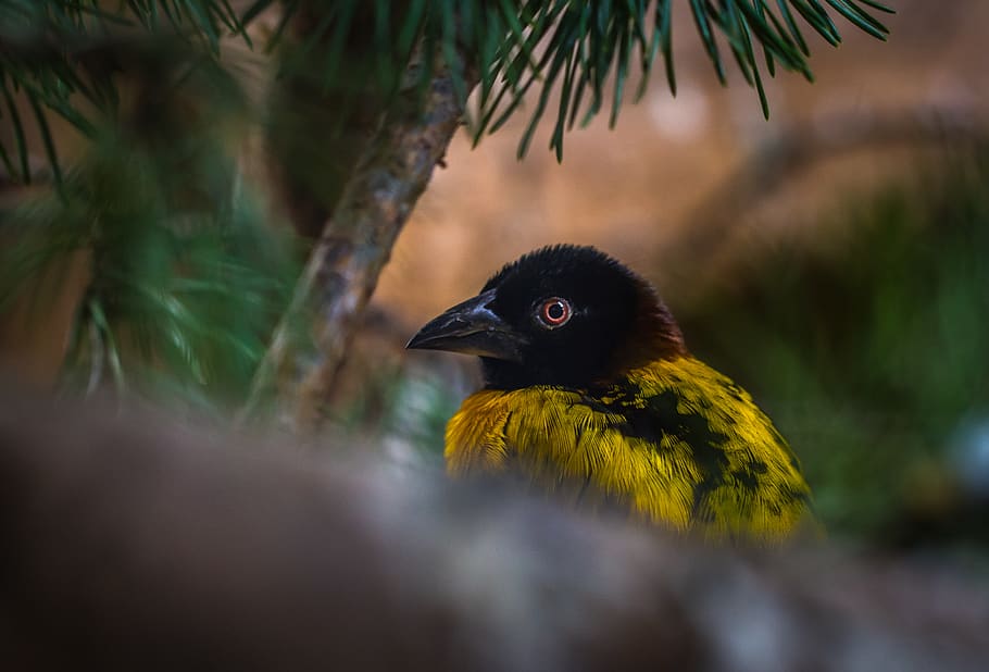 Yellow and Black Weaver, animal, blur, environment, eye, feathers HD wallpaper
