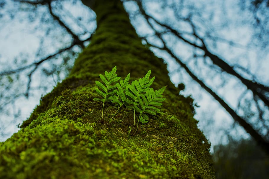 These plants