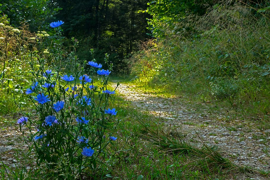 chicory, away, trail, blossom, bloom, flower, wayside, wild flower HD wallpaper