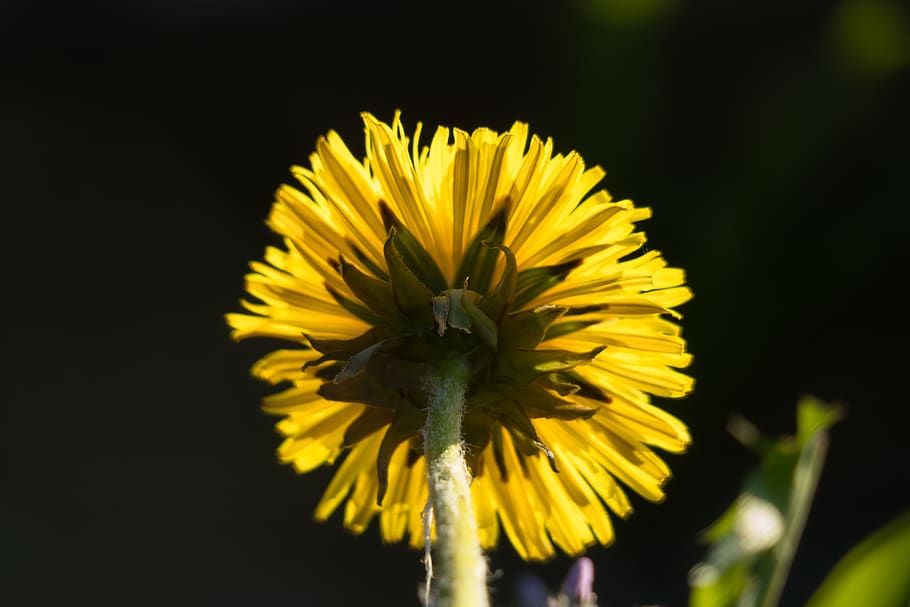 dandelion, backlighting, yellow, rays, shining, buttercup, wild flower HD wallpaper