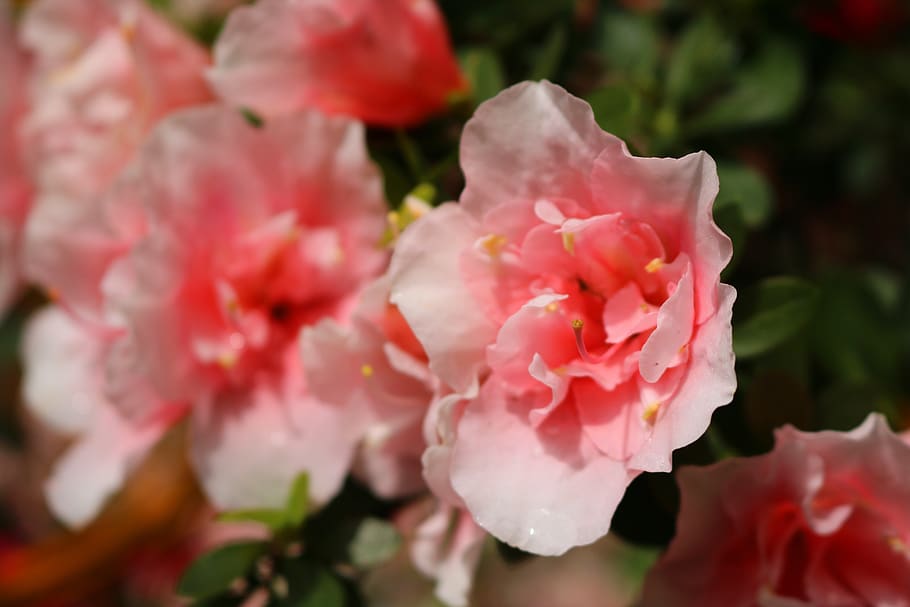 pink, flower, flowering plant, beauty in nature, pink color HD wallpaper