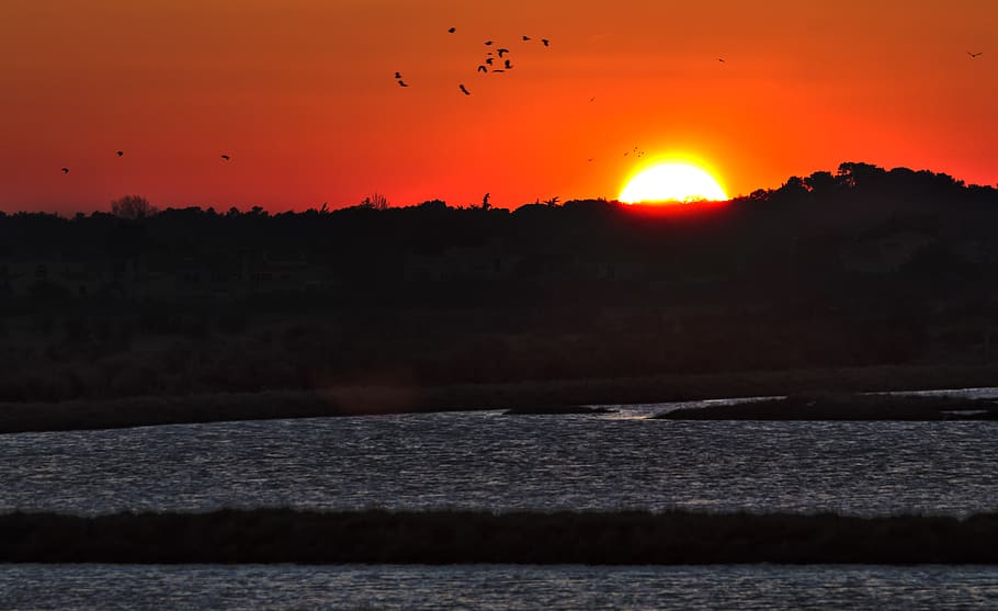 sun, sunset, water, bird, sky, orange, silhouette, beauty in nature HD wallpaper