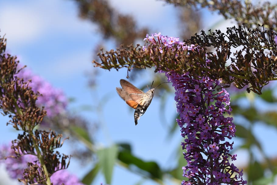hummingbird hawk moth, macro, insect, wildlife, flower, pollination HD wallpaper