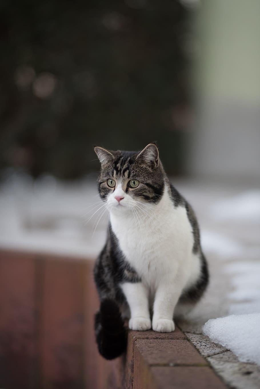cat, winter, snow, hunt, domestic, pets, domestic cat, domestic animals HD wallpaper
