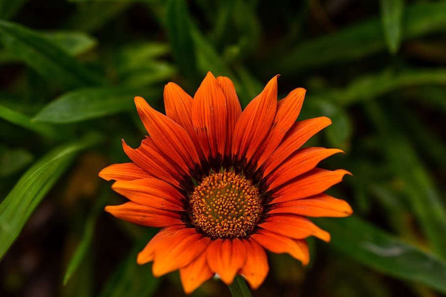beautiful flower, spring, bello, flowering plant, fragility HD wallpaper
