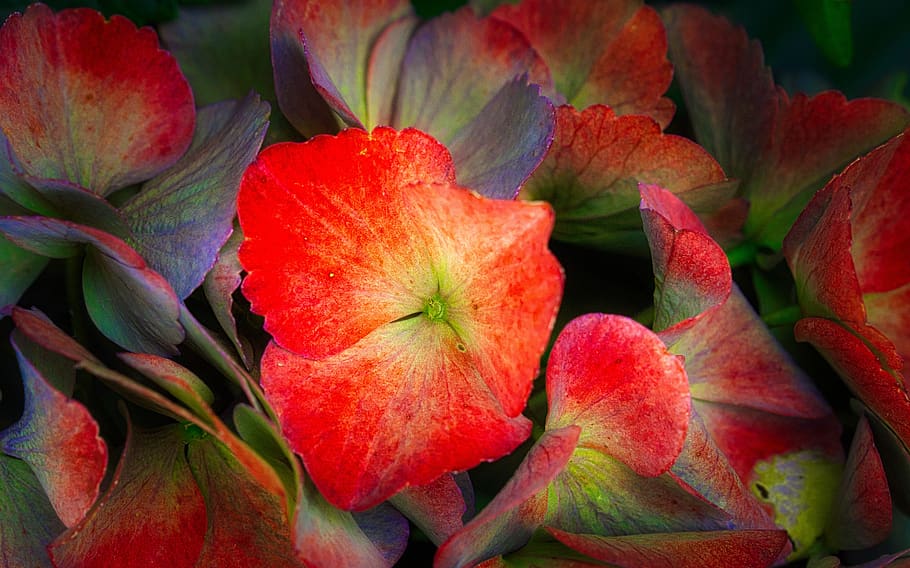 hydrangea, flowers, colorful, bright, background, close up HD wallpaper
