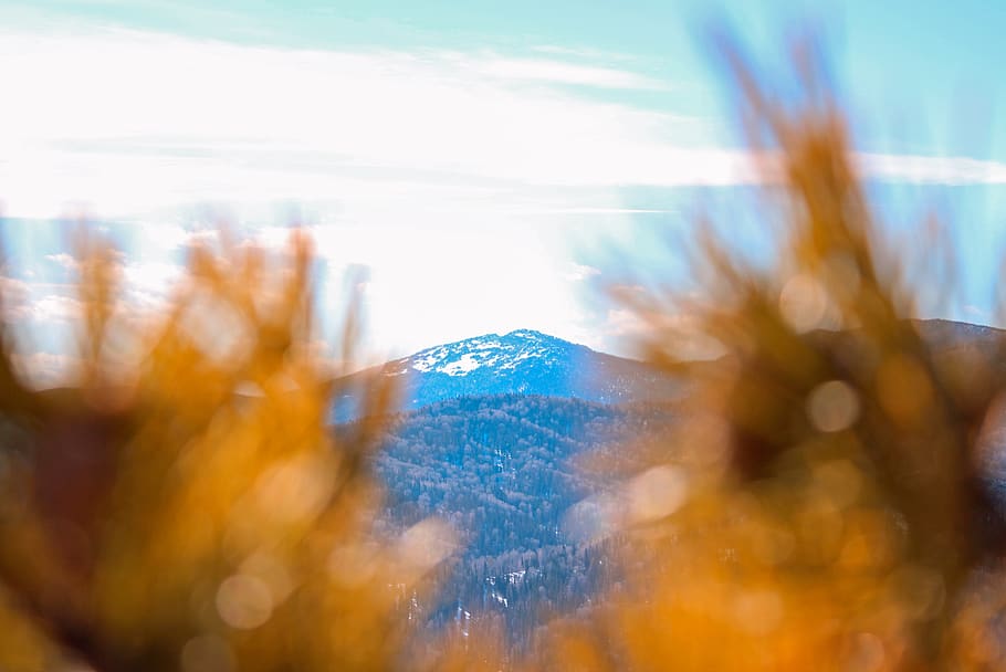 mountain, snow, clouds, sky, needles, christmas tree, belokurikha HD wallpaper