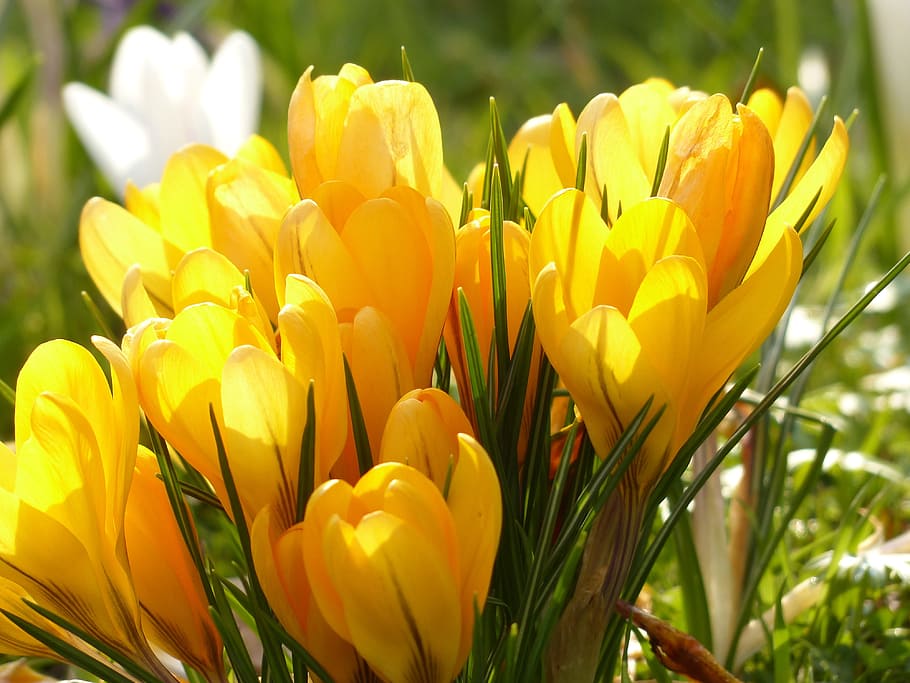 Yellow Tulip Flower during Daytime, bloom, blossom, crocus, flora HD wallpaper